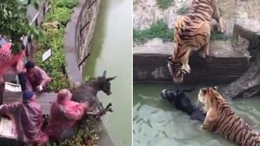 Vídeo mostra burro sendo jogado aos tigres em zoológico na China