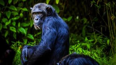 Crianças superam inteligência de primatas aos quatro anos, aponta estudo