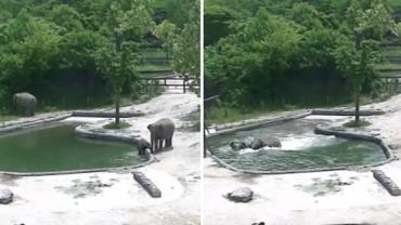 Elefantes se unem e resgatam filhote que caiu na água