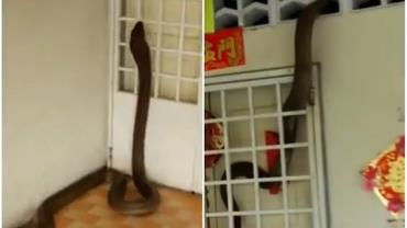 Serpente gigantesca é filmada dentro de casa na Malásia