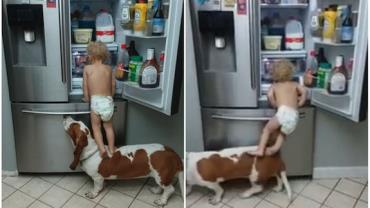 Garoto de 2 anos "assalta" geladeira com ajuda de cachorro