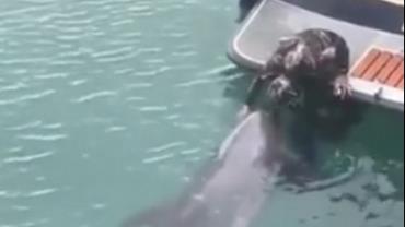Vídeo mostra golfinho pedindo carinho para mergulhador