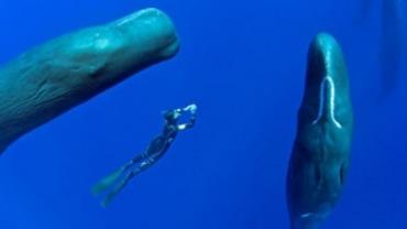Fotógrafo flagra 'cochilo' de grupo de baleias