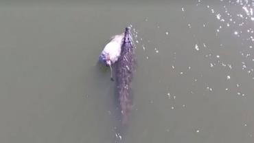 Pescadores flagram crocodilo carregando sua refeição: uma vaca