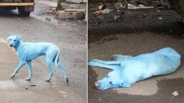 Poluição de rio faz cachorros ficarem azuis na Índia