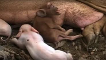 Porco nasce com rosto de macaco e choca fazendeiros em Cuba