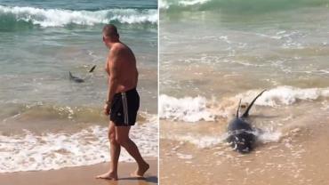 Tubarão se aproxima de praia e assusta banhistas na Austrália