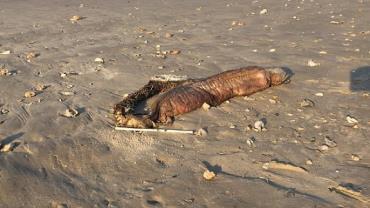 Após furacão, criatura sem olhos aparece em praia nos EUA