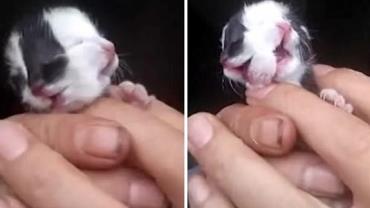 Gato nasce com duas caras em fazenda na China