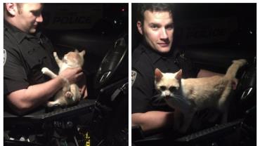 Policial 'adota' gato que pulou em sua viatura e se recusou a sair do carro