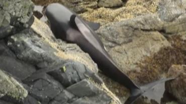 Vídeo impressionante mostra baleia orca chorando após ficar encalhada no Canadá