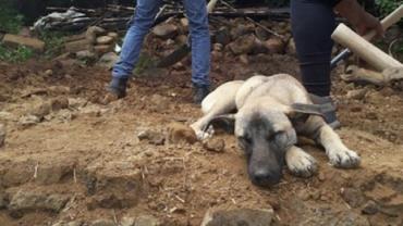 Cão espera por dono morto em meio aos escombros de terremoto no México