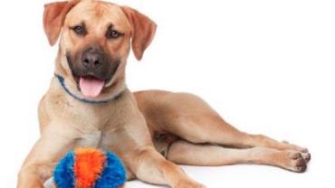 Aplicativo facilita a adoção e "empréstimo" de cachorros