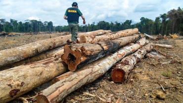 Desmatamento na Amazônia caiu 16%, diz governo
