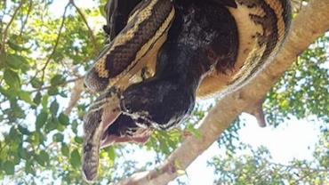 Vídeo flagra cobra pendurada em árvore tentando devorar morcego