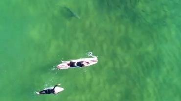 Surfistas nadam ao lado de tubarão sem notarem presença do animal