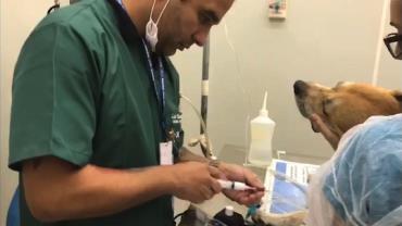 Cachorro tem pata amputada após ser baleado no Rio de Janeiro
