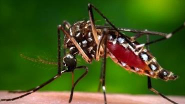 Pessoas que nunca tiveram dengue não devem tomar vacina da doença, diz Anvisa