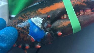 Lagosta com lata de refrigerante "tatuada" chama atenção para descarte de lixo no oceano