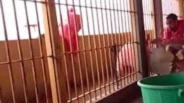 Vídeo mostra fuga de detentos em prisão de Goiás
