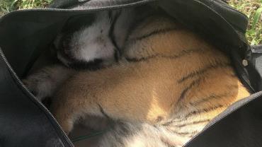 Filhote de tigre é achado em bolsa na fronteira dos EUA com o México
