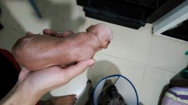 Facebook remove foto de filhote de cachorro confundido com pênis