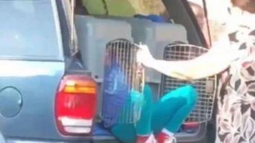 Mulher é presa após colocar netos em transporte de cachorros
