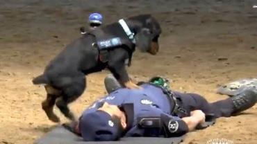 Cachorro faz 'massagem cardíaca' em policial e vídeo viraliza