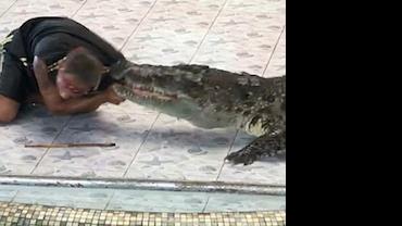Crocodilo morde braço de domador durante espetáculo em zoológico