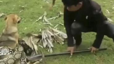 Garotos salvam cachorro de ataque de cobra; vídeo
