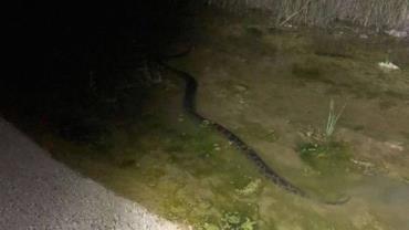 Cobra gigante de 55 kg é encontrada por caçador na Flórida