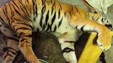 Abatedouro clandestino de tigres é encontrado na República Tcheca