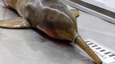 Golfinho morre de fome após ficar preso a lacre plástico no litoral de SP