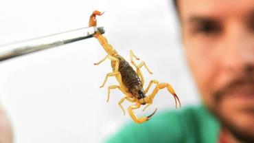 Saúde alerta para picadas de escorpião; veja como se proteger