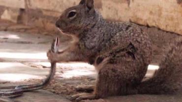 Esquilo é clicado devorando cobra em parque nos EUA; veja fotos