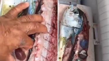 Chef encontra lixo plástico em estômago de peixe que iria preparar