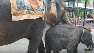 Filhote de elefante desmaia de exaustão após ser obrigado a andar sob calor de 40ºC com turistas
