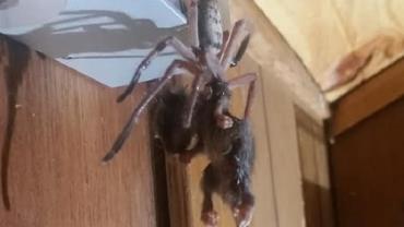 Casal flagra aranha gigante devorando marsupial de quase 10 centímetros