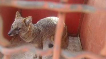 Raposa é encontrada dentro de banheiro de residência em Uberaba, Minas Gerais