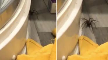 Jovem flagra aranha gigante ''passeando'' em seu banheiro e vídeo viraliza