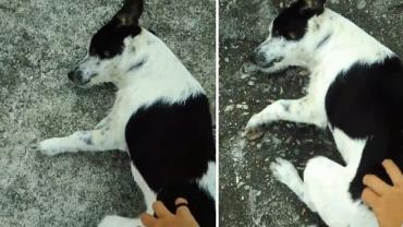 Cachorro segue jovem para pedir carinho na rua e vídeo viraliza