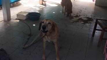 SP: Homem leva multa de R$ 5 mil por abandonar cães após se mudar
