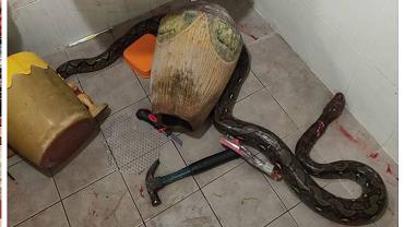 Mulher é atacada por cobra ao se sentar no vaso sanitário na Tailândia