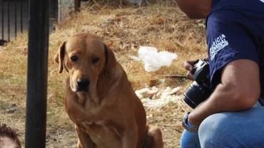 Cachorro permanece ao lado do corpo após ver dono ser morto no Rio Grande do Sul