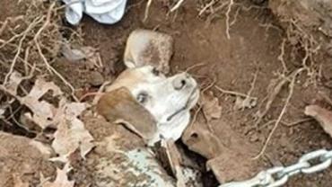 Cachorro desaparecido é achado depois de latidos revelarem que ele estava dentro de um carro enterrado