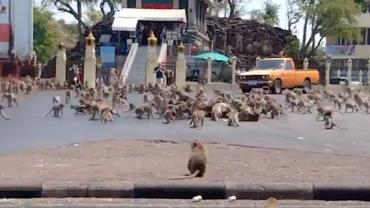 Sem turistas por conta do coronavírus, bando de macacos famintos briga por alimento na Tailândia; vídeo