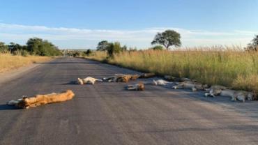 Coronavírus: Com parque fechado, leões dormem no meio da estrada na África do Sul