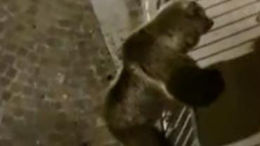 Urso tenta escalar prédio na Itália e causa espanto