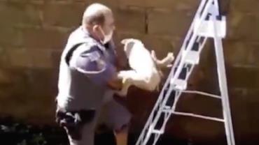 Com ajuda de escada, policial resgata cãozinho que caiu em córrego e animal ''agradece''