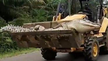 Moradores de ilha na Indonésia matam crocodilo de meia tonelada, 50 anos e sem dentes por acreditarem que ele era um demônio